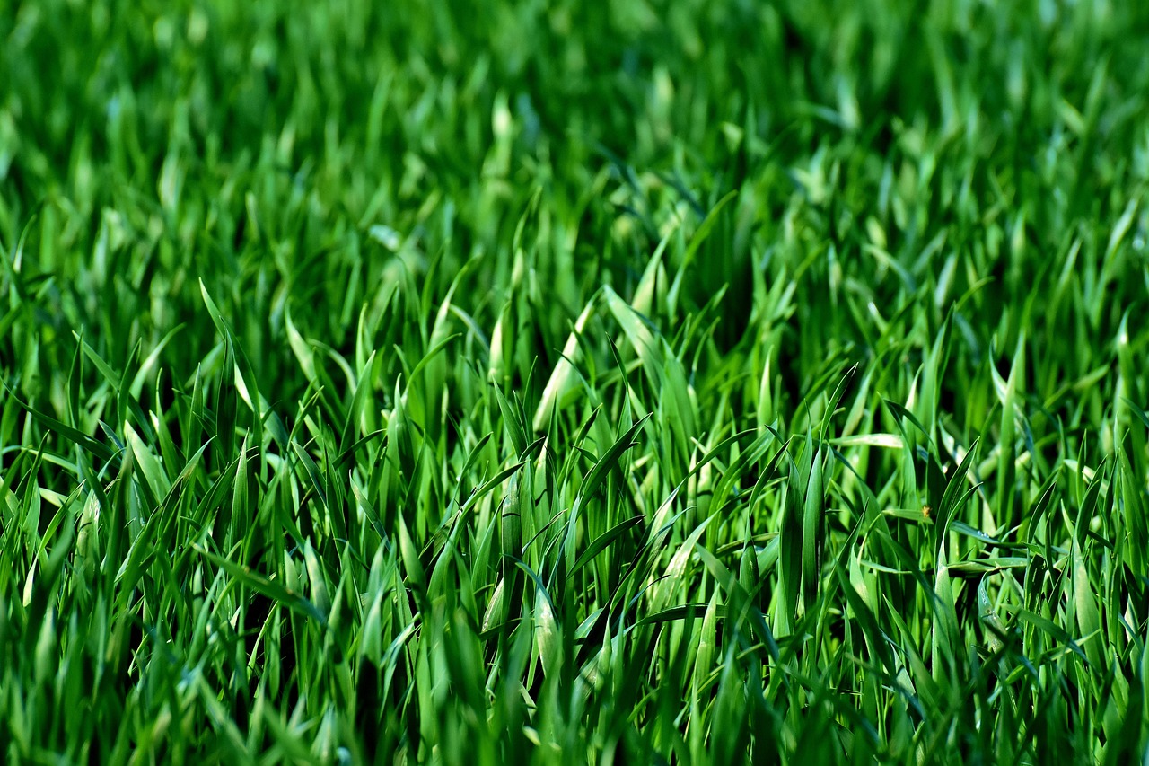 découvrez les différents types de pelouses, leurs caractéristiques et conseils pour choisir celle qui convient le mieux à votre jardin.