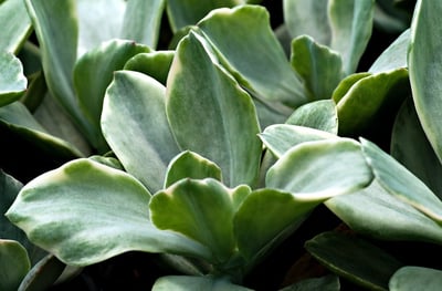 Créer un espace convivial dans votre jardin : conseils pratiques